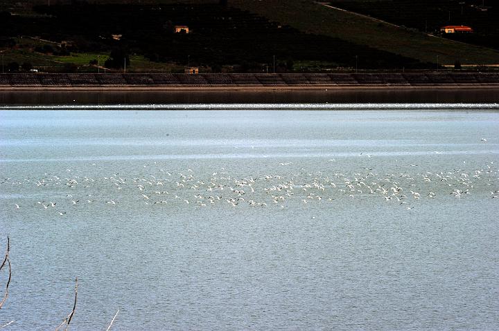 Biviere di Lentini 23.1.2011 (55).jpg